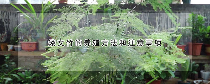 矮文竹的養殖方法和注意事項