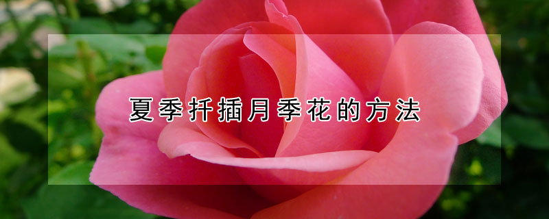 夏季扡插月季花的方法
