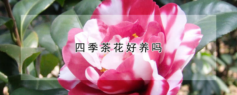 四季茶花好養嗎