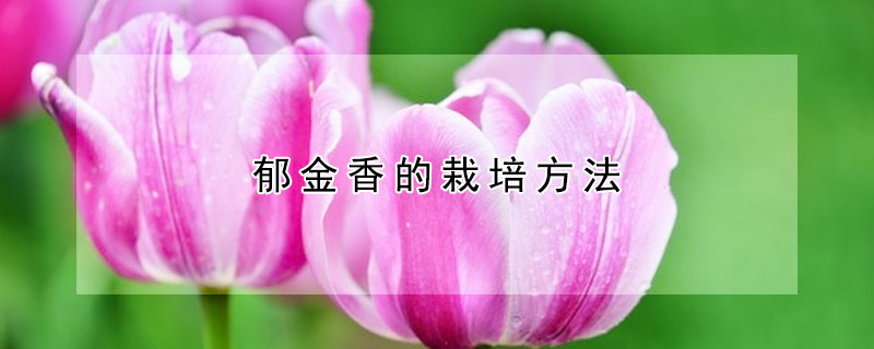 鬱金香的栽培方法