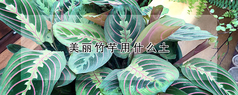 美麗竹芋用什麼土