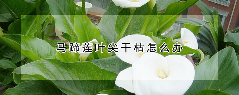 馬蹄蓮葉尖幹枯怎麼辦