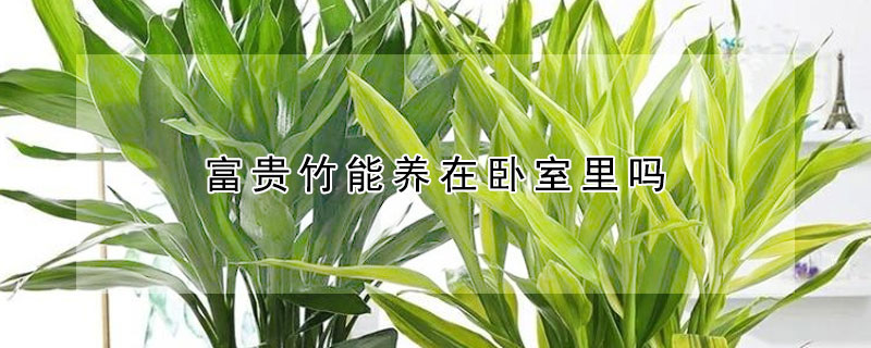 富貴竹能養在臥室裏嗎