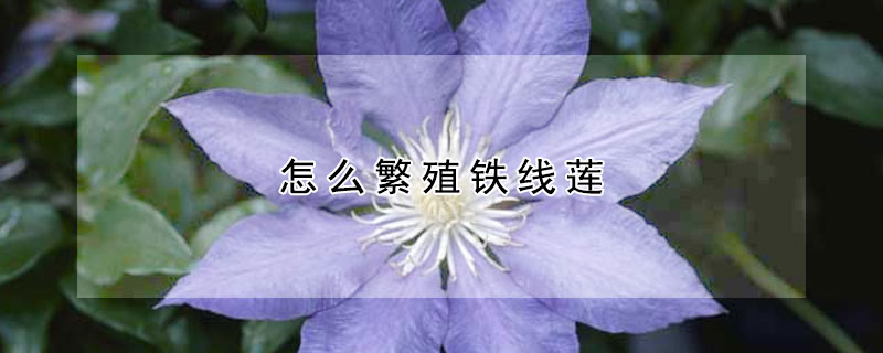 怎麼繁殖鐵線蓮