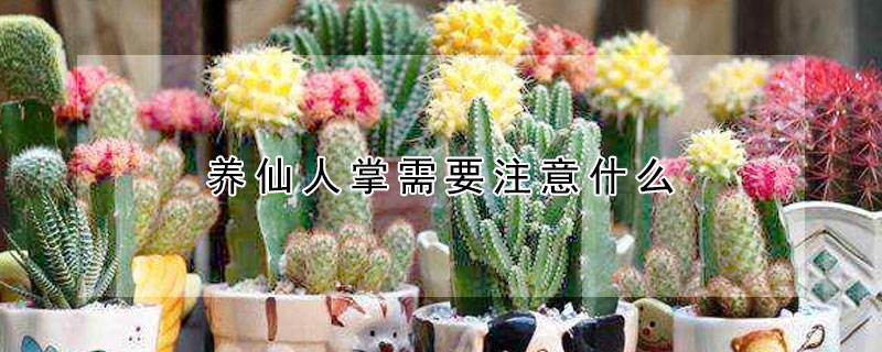 養仙人掌需要注意什麼