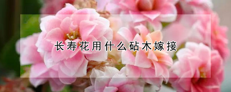 長壽花用什麼砧木嫁接