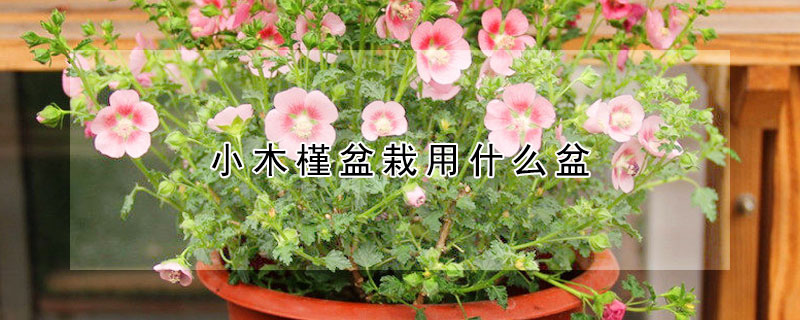 小木槿盆栽用什麼盆