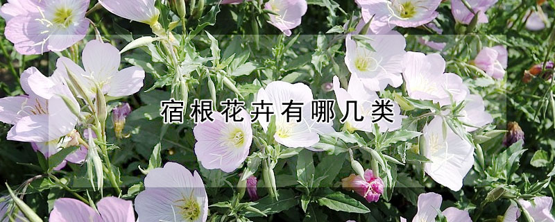 宿根花卉有哪幾類