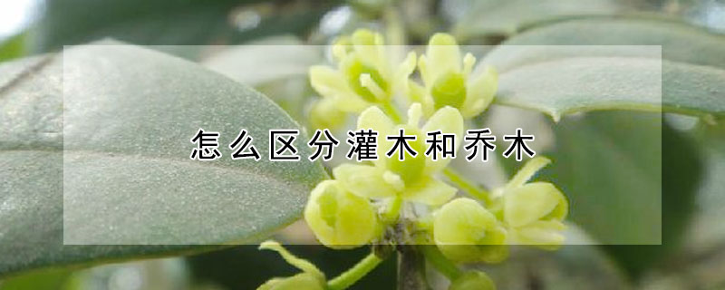怎麼區分灌木和喬木