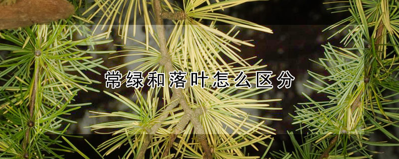 常綠和落葉怎麼區分