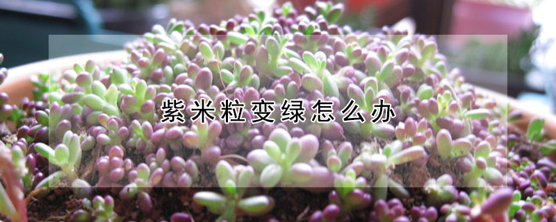 紫米粒變綠怎麼辦