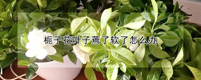 梔子花葉子蔫了軟了怎麼辦