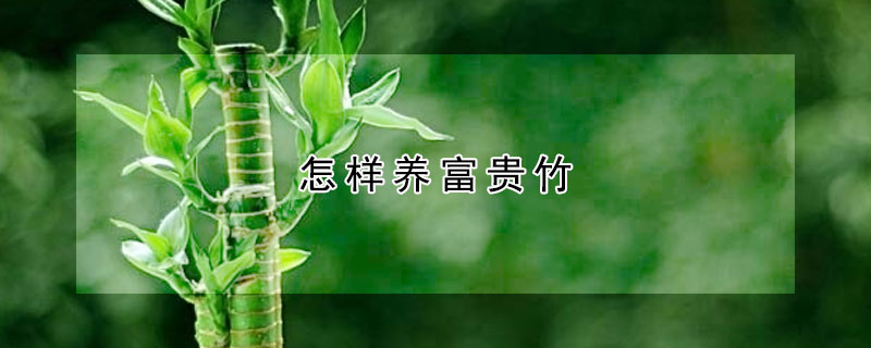 怎樣養富貴竹
