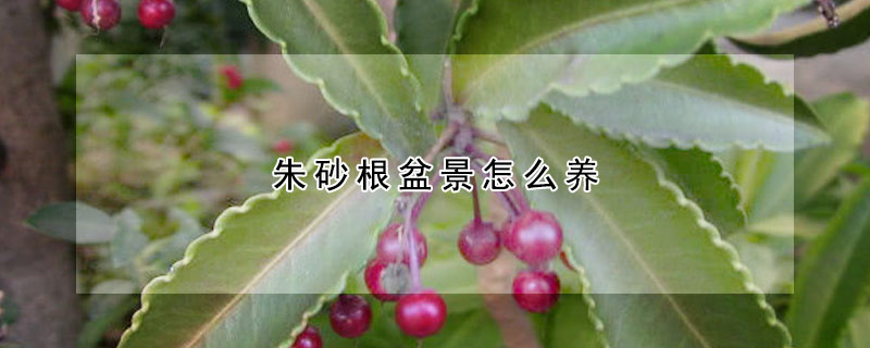 朱砂根盆景怎麼養