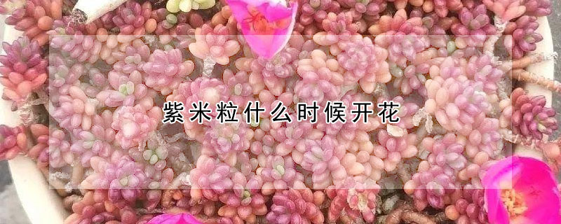 紫米粒什麼時候開花