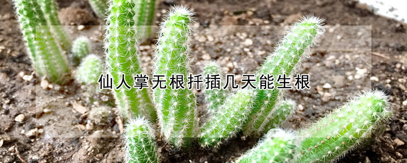 仙人掌無根扡插幾天能生根