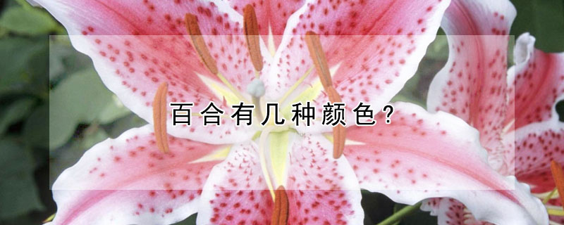 百合有幾種顏色?