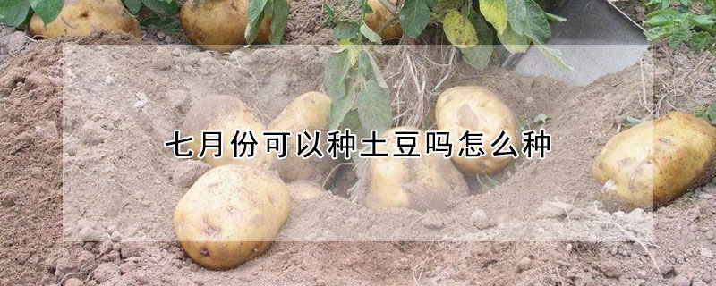 七月份可以種土豆嗎怎麼種