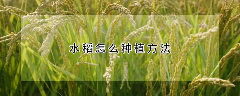 水稻怎麼種植方法