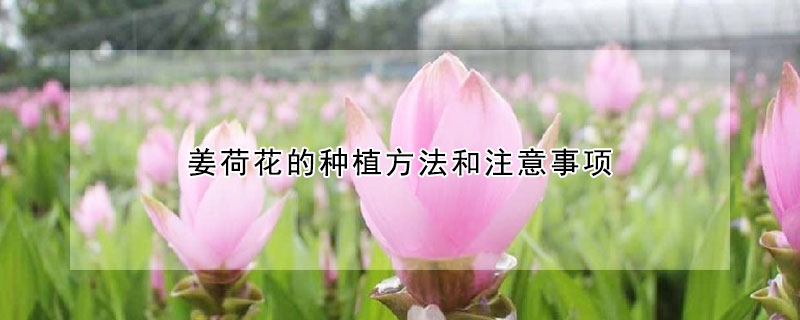 薑荷花的種植方法和注意事項