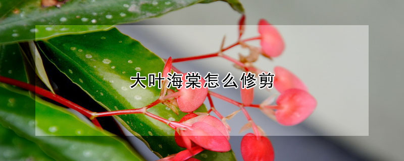 大葉海棠怎麼修剪