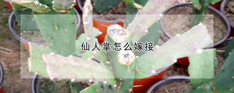 仙人掌怎麼嫁接