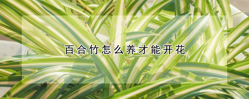 百合竹怎麼養才能開花