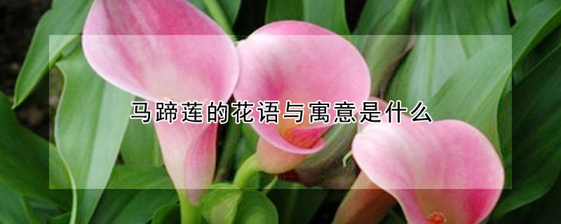 馬蹄蓮的花語與寓意是什麼