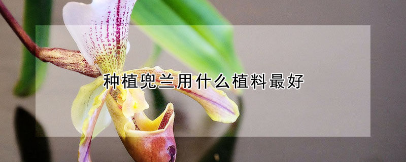 種植兜蘭用什麼植料最好