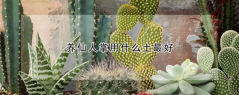 養仙人掌用什麼土最好