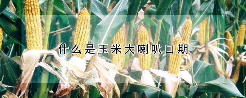 什麼是玉米大喇叭口期