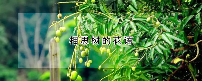 相思樹的花語