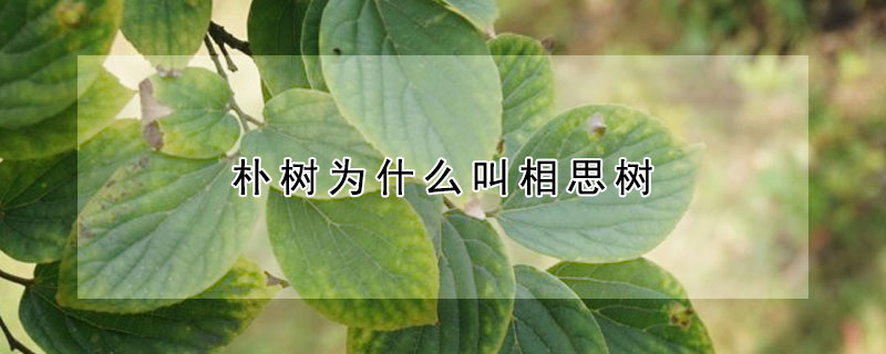 樸樹為什麼叫相思樹