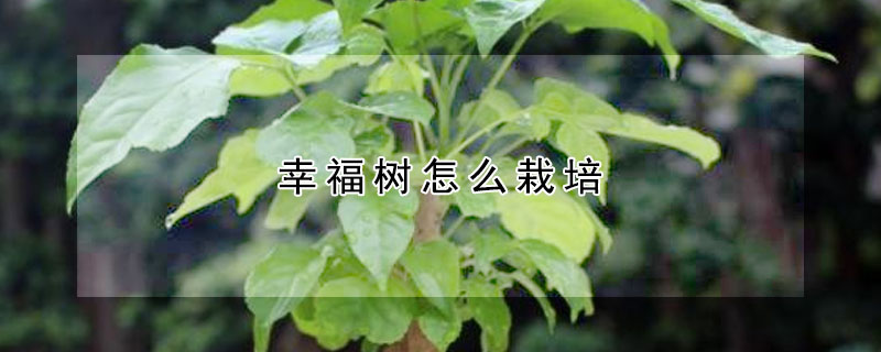 幸福樹怎麼栽培