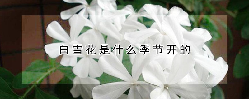 白雪花是什麼季節開的