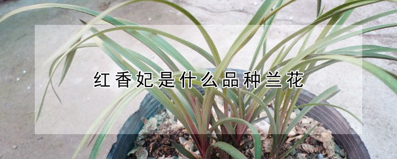 紅香妃是什麼品種蘭花