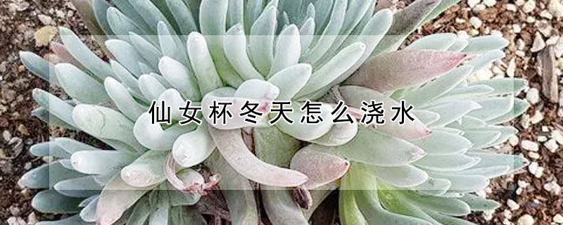 仙女杯冬天怎麼澆水