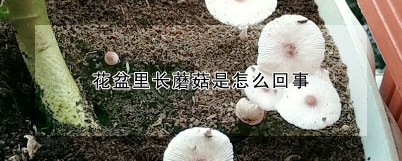花盆裏長蘑菇是怎麼回事