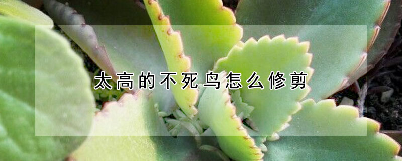 太高的不死鳥怎麼修剪