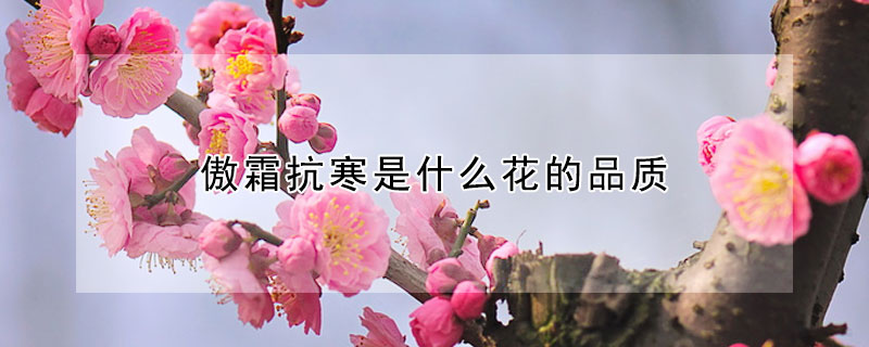 傲霜抗寒是什麼花的品質