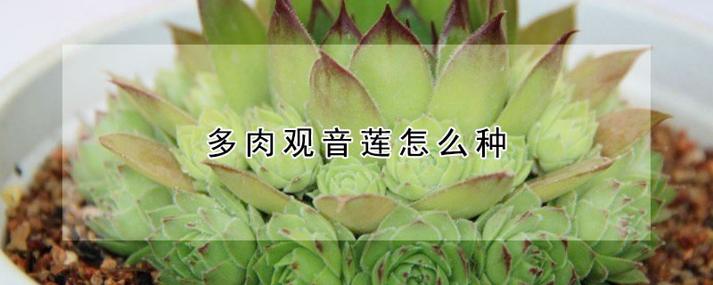 多肉觀音蓮怎麼種