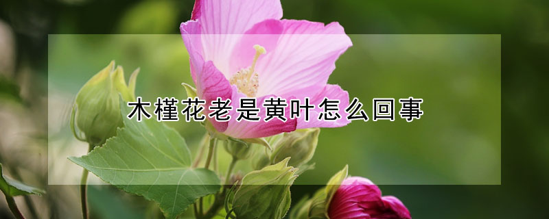 木槿花老是黃葉怎麼回事