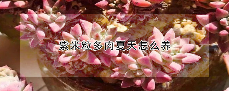 紫米粒多肉夏天怎麼養
