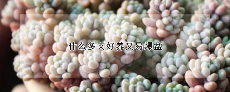 什麼多肉好養又易爆盆
