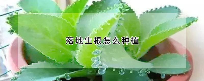 落地生根怎麼種植