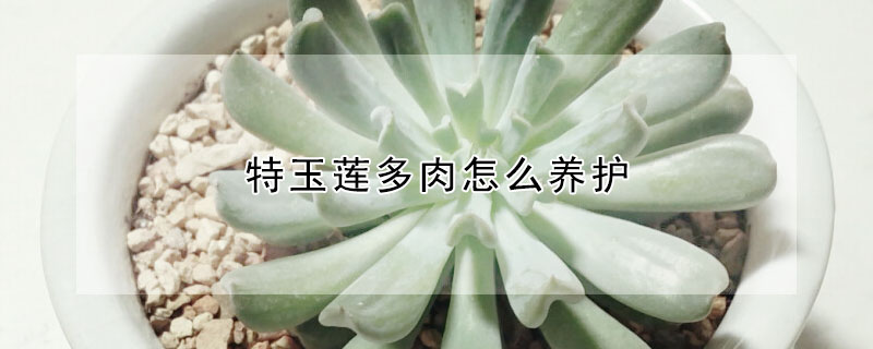 特玉蓮多肉怎麼養護