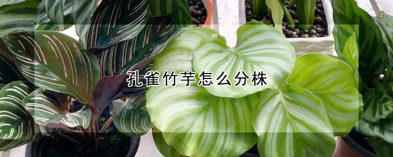 孔雀竹芋怎麼分株