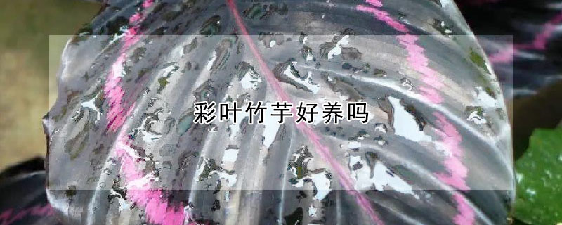 彩葉竹芋好養嗎