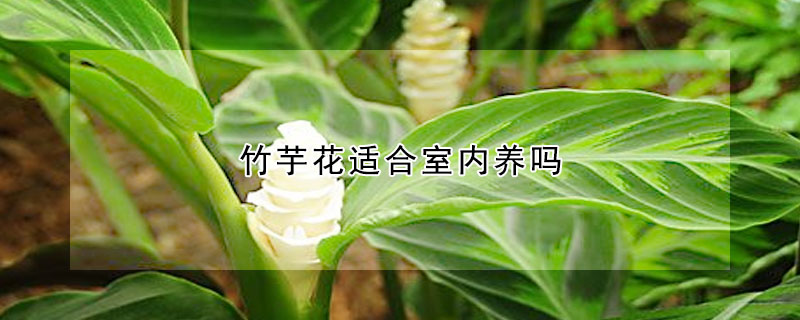 竹芋花適合室內養嗎