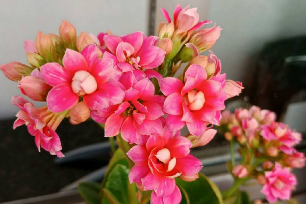 什麼室內植物最好養 室內種什麼植物最好